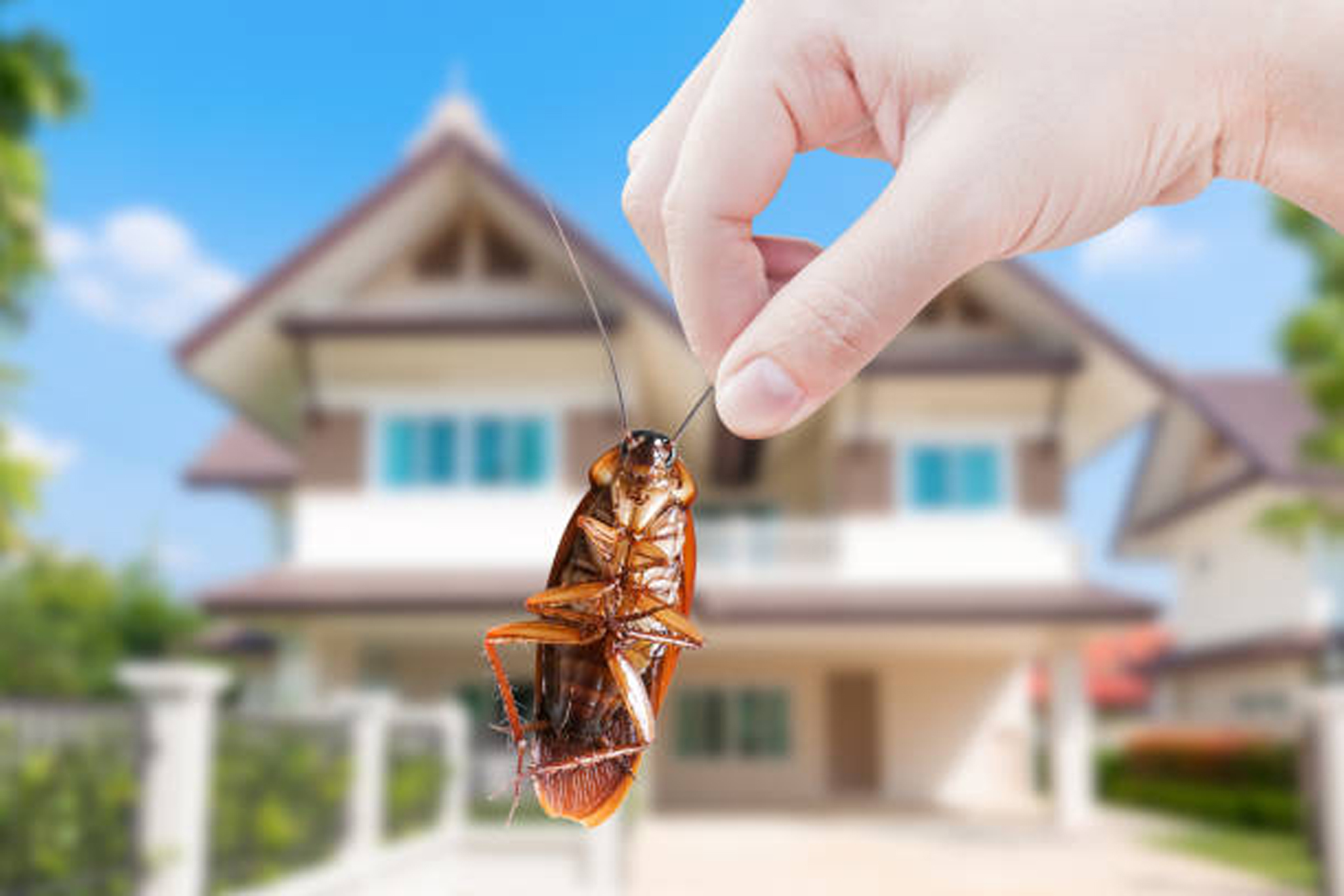 Corporate Pest Control